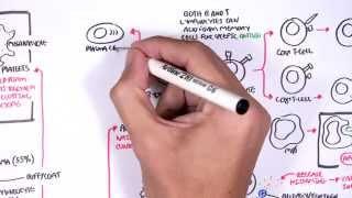 Haemotology - Blood fractionation (WBC, Platlets and Clotting Factors)