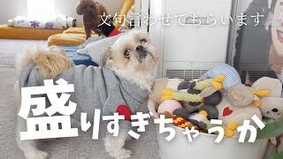 ブツブツ文句を言われて怒られましたwww～多頭飼い～チワ シーズー ミニチュアピンシャー トイプードル