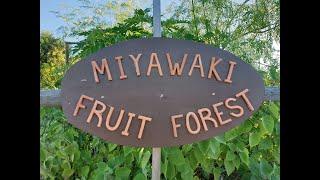 MIYAWAKI Inspired fruit forest after one year JULY 2021 2022. Orchard of Flavours botanical garden