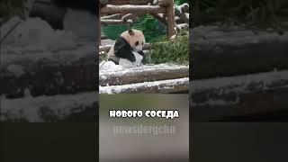 Панда Катюша борется за квартиру в Москве  #shorts #россия #приколы #мем