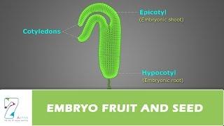 EMBRYO, FRUIT AND SEED