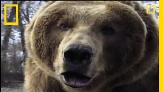 How to Survive a Grizzly Attack | National Geographic