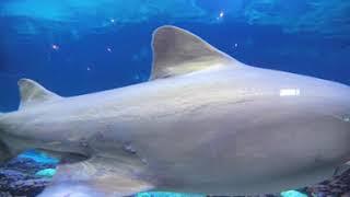 VR360 Sharks Underwater Grill Shark Tank 8K (9-13-2024) - SeaWorld, Orlando (Insta360 X4)