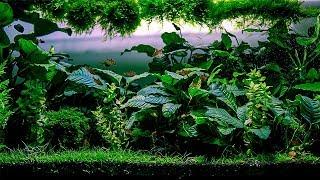 Planted Tank | Underwater Heaven