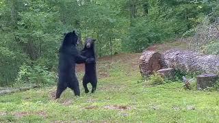 Black Bears Dance