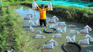 MUD POND HARVEST│Harvesting thousands of fish! Why do fish grow so fast in a mud pond?(NATURAL POND)