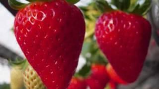 How to grow delicious strawberries