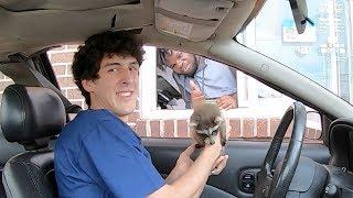 Taking my baby raccoon through the drive-thru