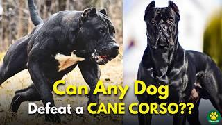 5 Dog Breeds That Could Defeat a CANE CORSO!