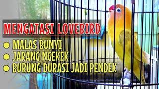 Cara mengatasi burung lovebird malas bunyi tidak mau ngekek