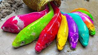 Menemukan ikan hias warna-warni, Ikan lele pelangi, ikan cupang - Stop Motion Ideas Funny ASMR full