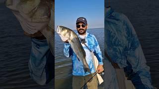 DEV LEVREK  Aranan baliklar bulundu #atçekbalıkavı #fishing #levrekavı