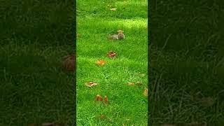 Squirrel in London park #squirrelplays #bigsquirrel  # funnyvideo