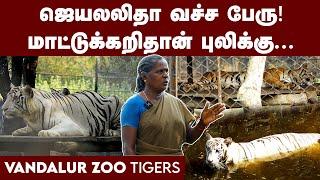 Vandalur Zoo | தினமும் அவங்ககிட்ட பேசணும், இல்லனா கோவிச்சுக்குவாங்க! Zoo Worker | Tiger Maintanence