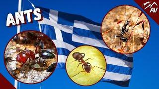 Ants I found in Greece! Greek Ant Documentary 2022