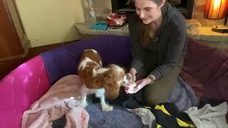 Miracles Unfold: Witness the Magic of Mama Dog Whelping her First Two Puppies