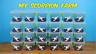 My scorpion farm! Why do I need so many scorpions? 