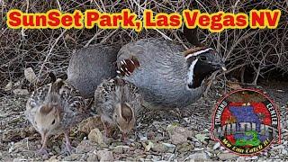 1.22 Animals of SunSet Park, Las Vegas NV