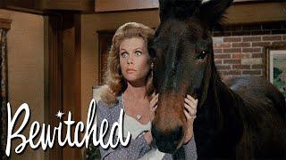 Every Season 5 Intro Scene | Bewitched