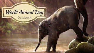 World Animal Day | Lets Celebrate the Beauty of the Animal Kingdom