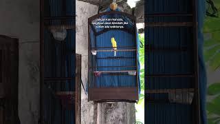 #kicaumania #storykicau #kicaumanianusantara #burungkenariindonesia #pancingankenaribiargacor #birds