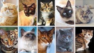 Top 10 Giống Mèo Đẹp Nhất mà bạn không thể bỏ qua