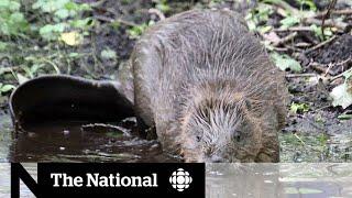 Beavers return to Britain and it’s a problem for farmers