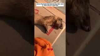 rescue the little weasel that fell into the river #weasel #animals #shorts