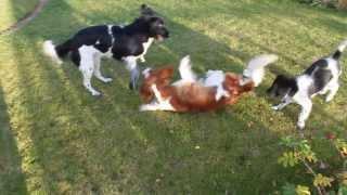 Stabyhoun puppy Milo with Jelske and Pickle the Welsh Springer