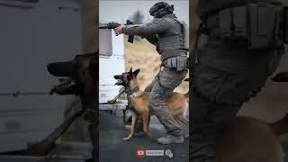 Russian military Dog