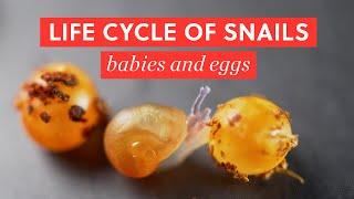 Life Cycle of Garden Snails (mating, eggs & babies) | BAO After Work