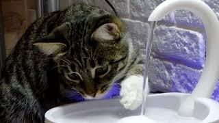 Autodrinker for cats. How to teach a kitten to drink water? Funny kitten plays with water.