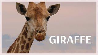 What noise does a giraffe make? Giraffe sound effect HD