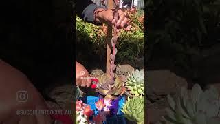 Cutting Succulent Flower Stalks #garden #succulents #satisfying #succulent #asmr