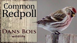 Common Redpoll - Birds of Manitoba