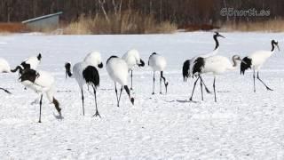 Red Crowned Cranes in Hokkaido, Japan