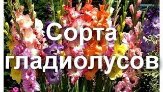 Сорта гладиолусов