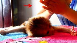 Most Care!! New Mom Apply Oil Massage Body For Newborn Monkey Dody