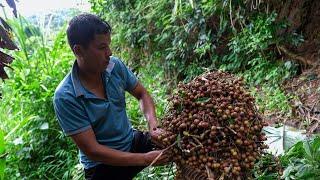 Harvesting Tamarinds and Wild Fruits to Sell at Market | Family Farm