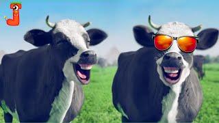 FUNNY COW DANCE AND LAUGHING 17│  Cow Song & Cow Videos 2024 | Cow dance mix | funny dancing cow
