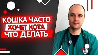 ПОЧЕМУ КОШКА ЧАСТО ПРОСИТ И ХОЧЕТ КОТА