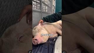 New Member - pig #heartwarmingpets #entertaininganimals #animals #cuteanimals