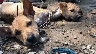 Rescued two puppies about to be sold to the slaughterhouse, sorry that two big dogs were not saved