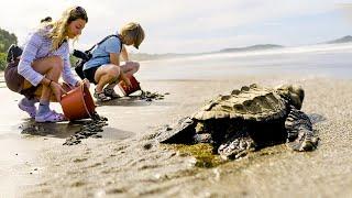 Costa Rica Turtle Conservation Experience | The Great Projects