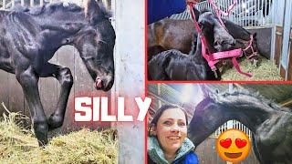 Silly but also very beautiful Belle!! Crazy ponies | Friesian Horses