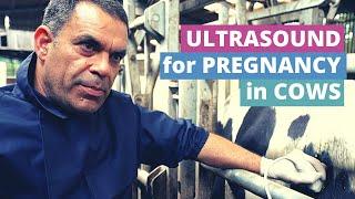 Using Ultrasound to Assess Pregnancy in Cows