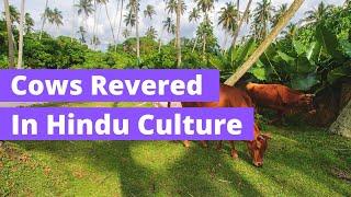 3 Reasons Why Cows are Revered in Hindu Culture