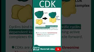 Cyclin and CDK explained in 1 minute | 1 minute cell bio