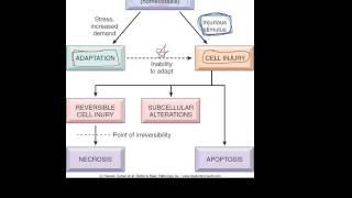 #1 - Introduction to pathology - etiology, pathogenesis, morphology terms, homeostasis, apoptosis