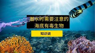 潜水时需要注意的海底有毒生物 - 知识说